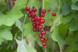 ribes rubrum rood/rouge - afbeelding 3