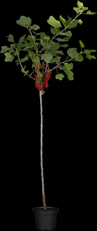 ribes rubrum rood/rouge - afbeelding 5