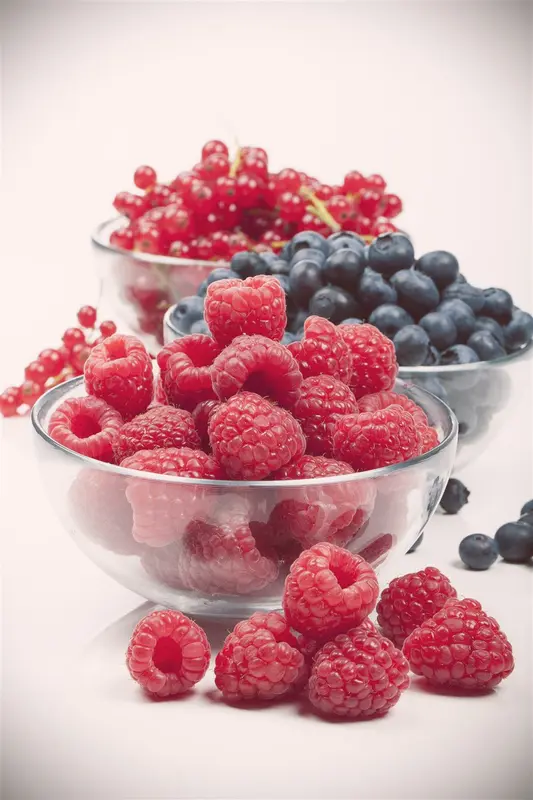 Ribes rubrum rood/rouge STAM/ 60 C5 - afbeelding 4