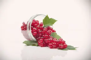 Ribes rubrum rood/rouge STAM/ 60 C5 - afbeelding 5