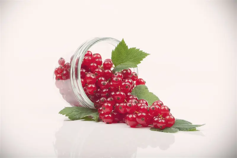 Ribes rubrum wit/blanc STAM/ 60 C5 - afbeelding 5