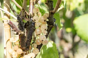 Ribes rubrum wit/blanc STRUIK   C - afbeelding 3