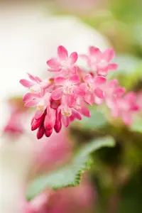 Ribes sang. 'King Edward Vii' 80-100   C10 - afbeelding 2