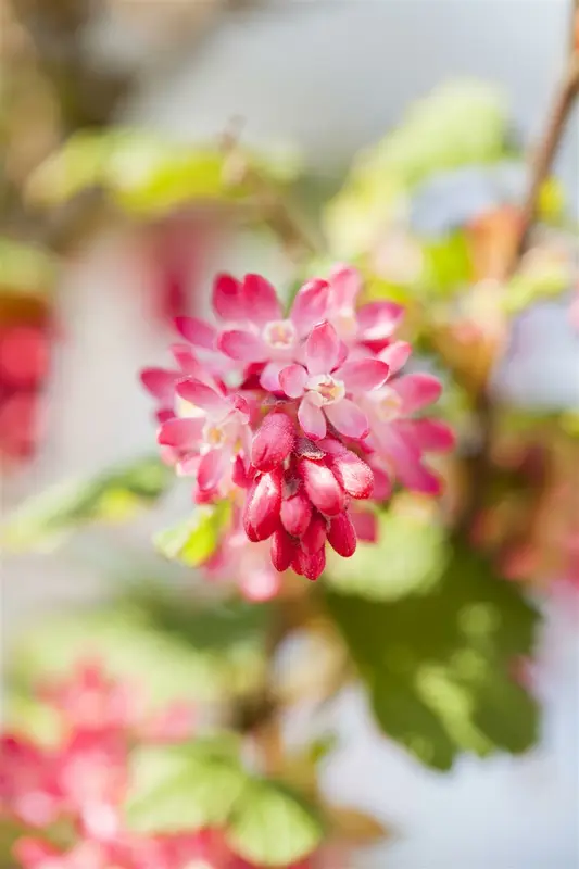 Ribes sang. 'King Edward Vii' 80-100   C10 - afbeelding 5