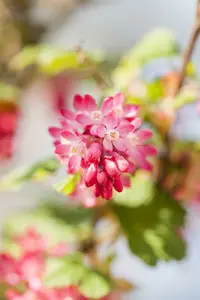 Ribes sang. 'King Edward Vii' 80-100   C10 - afbeelding 5