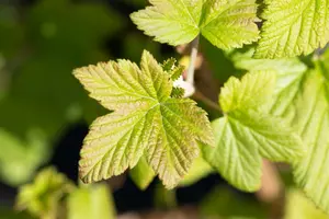 Ribes sang. 'Pulborough Scarlet' 100-125   C12 - afbeelding 1