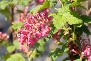 Ribes sang. 'Pulborough Scarlet' 100-125   C12 - afbeelding 2