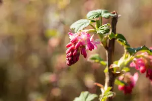 Ribes sang. 'Pulborough Scarlet' 100-125   C12 - afbeelding 5