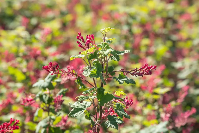 Ribes sang. 'Pulborough Scarlet' 100-125   C12 - afbeelding 4