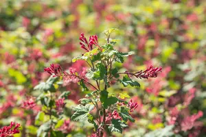 Ribes sang. 'Pulborough Scarlet' 100-125   C12 - afbeelding 4