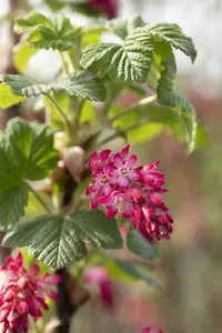 Pulborough Scarlet - afbeelding 5