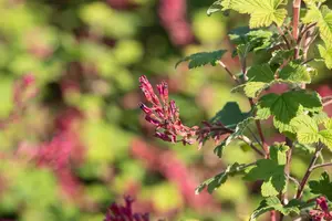 Pulborough Scarlet - afbeelding 4