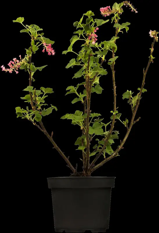 ribes sanguineum (30- 50cm) - afbeelding 2