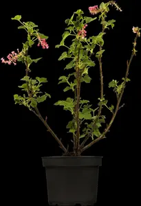 ribes sanguineum (30- 50cm) - afbeelding 2