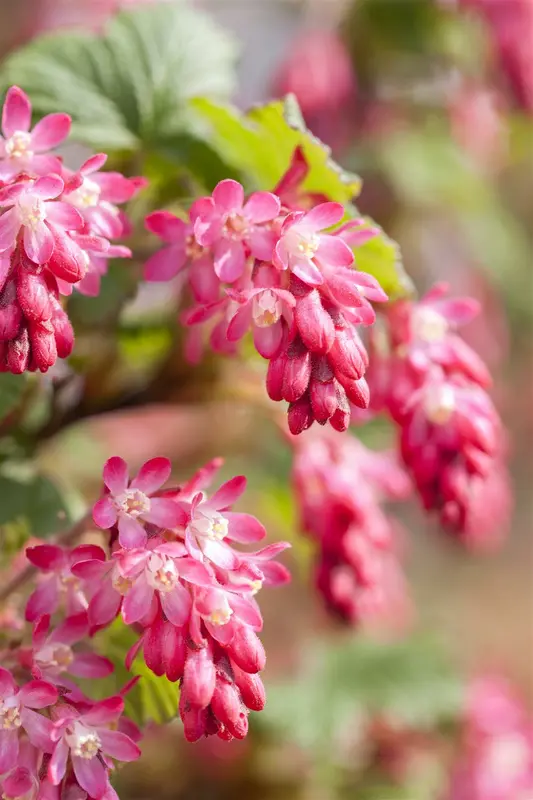 Ribes sanguineum 50- 60   C4 - afbeelding 2