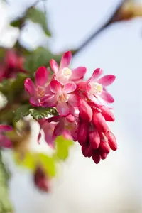 Ribes sanguineum 50- 60   C4 - afbeelding 3