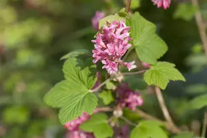Ribes sanguineum 50- 60   C4 - afbeelding 4