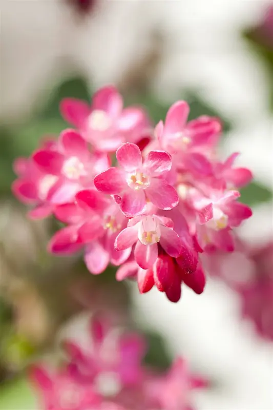 ribes sanguineum (50- 80cm) - afbeelding 4