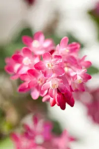 ribes sanguineum (50- 80cm) - afbeelding 4