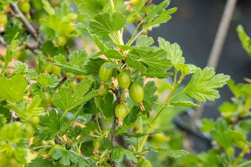 ribes u.-c. 'hinnonmaki grön' - afbeelding 5