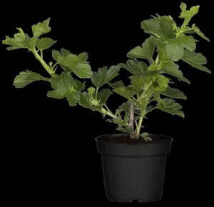 ribes u.-c. 'hinnonmaki grön' - afbeelding 3