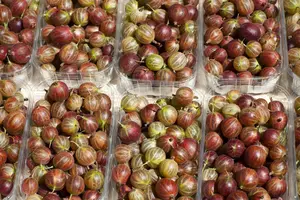 ribes u.-c. 'hinnonmaki grön' C5 - afbeelding 5