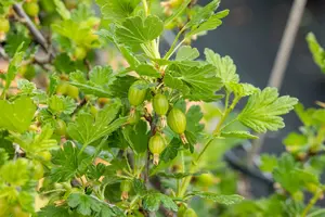 ribes u.-c. 'hinnonmaki grön' C5 - afbeelding 5