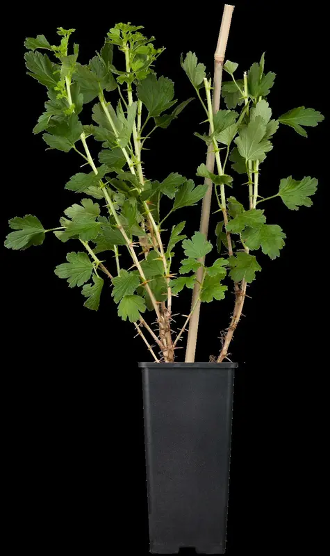 ribes u.-c. 'hinnonmaki grön' C5 - afbeelding 2