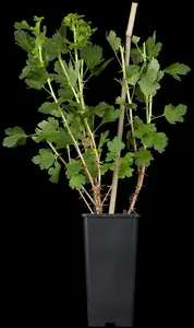 ribes u.-c. 'hinnonmaki grön' C5 - afbeelding 2