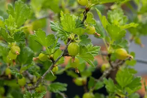 Ribes u.-c. 'Hinnonmaki Grön' STAM/ 60 C5 - afbeelding 2