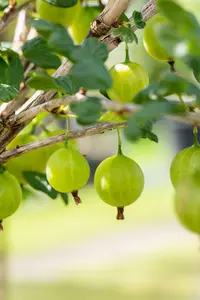 Ribes u.-c. 'Tatjana' STRUIK   C - afbeelding 3