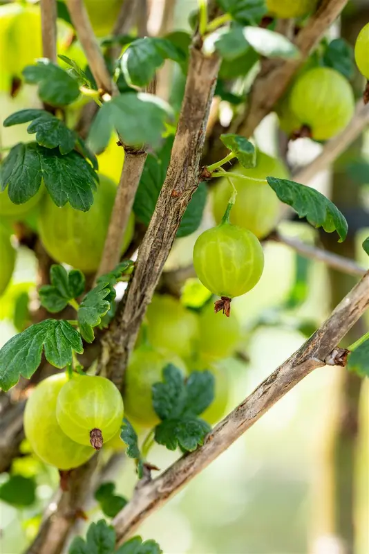 Ribes u.-c. 'Tatjana' STRUIK   C - afbeelding 4