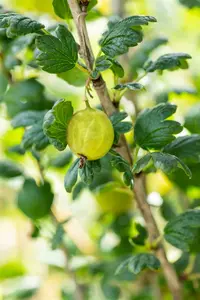 Ribes u.-c. 'Tatjana' STRUIK   C - afbeelding 5