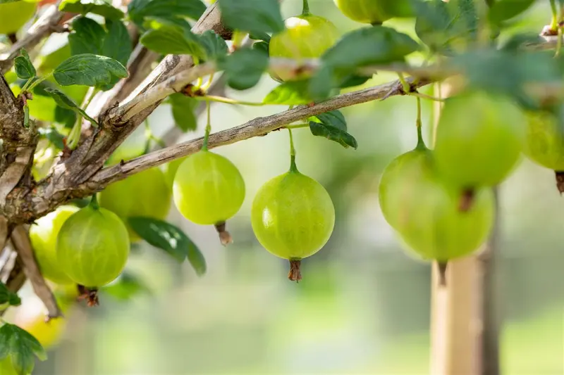 Ribes u.-c. 'Tatjana' STRUIK   C - afbeelding 2