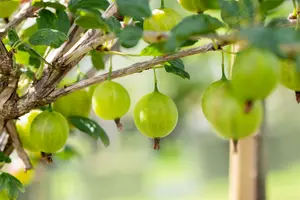 Ribes u.-c. 'Tatjana' STRUIK   C - afbeelding 2