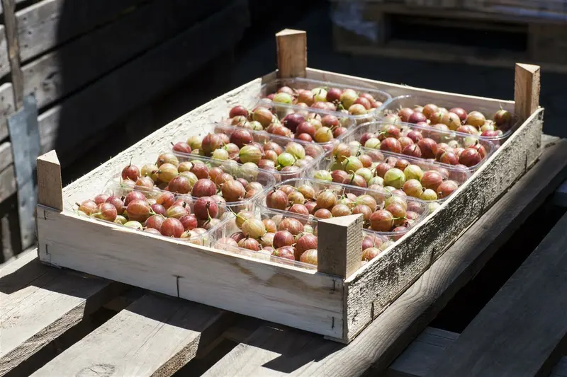 Ribes uva-crispa STAM/ 90 C5 - afbeelding 2