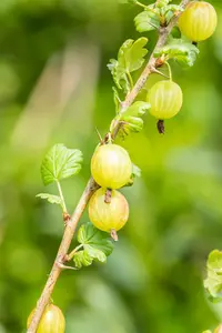 Ribes uva-crispa STRUIK BW - afbeelding 5