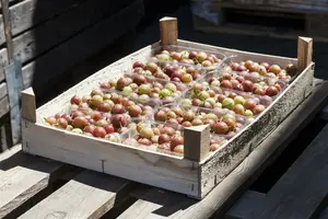 Ribes uva-crispa STRUIK BW - afbeelding 2