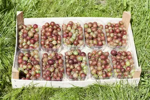 Ribes uva-crispa STRUIK BW - afbeelding 3