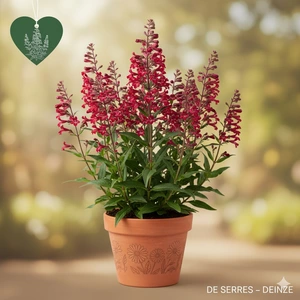 Penstemon 'Rich Ruby' P11