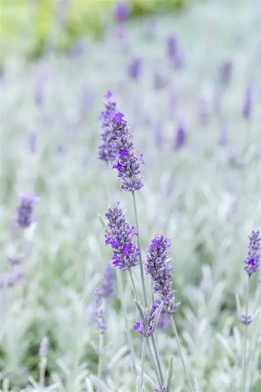 lavandula ang. 'richard gray' P9 - afbeelding 2