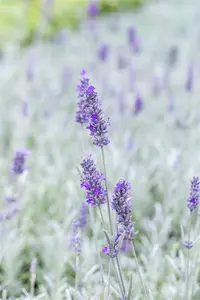 lavandula ang. 'richard gray' P9 - afbeelding 2