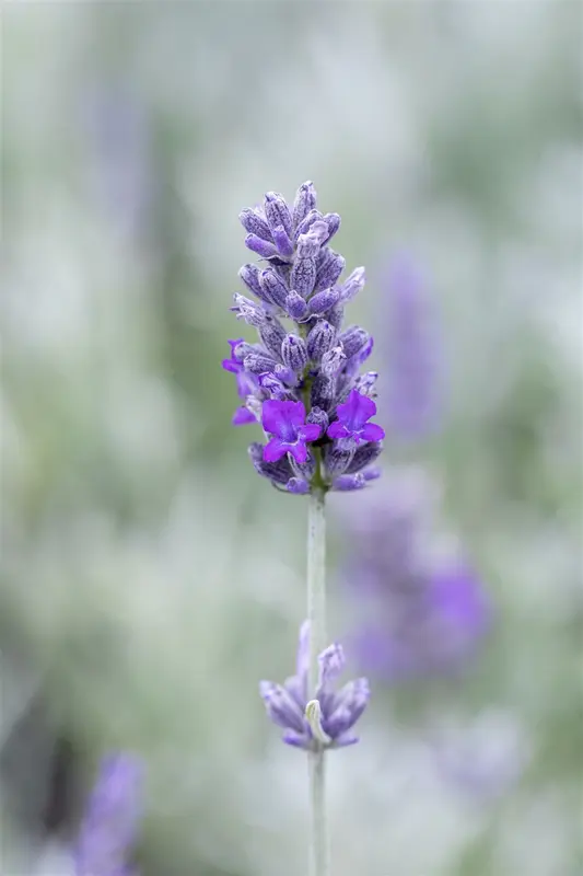 lavandula ang. 'richard gray' P9 - afbeelding 4