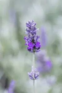 lavandula ang. 'richard gray' P9 - afbeelding 4
