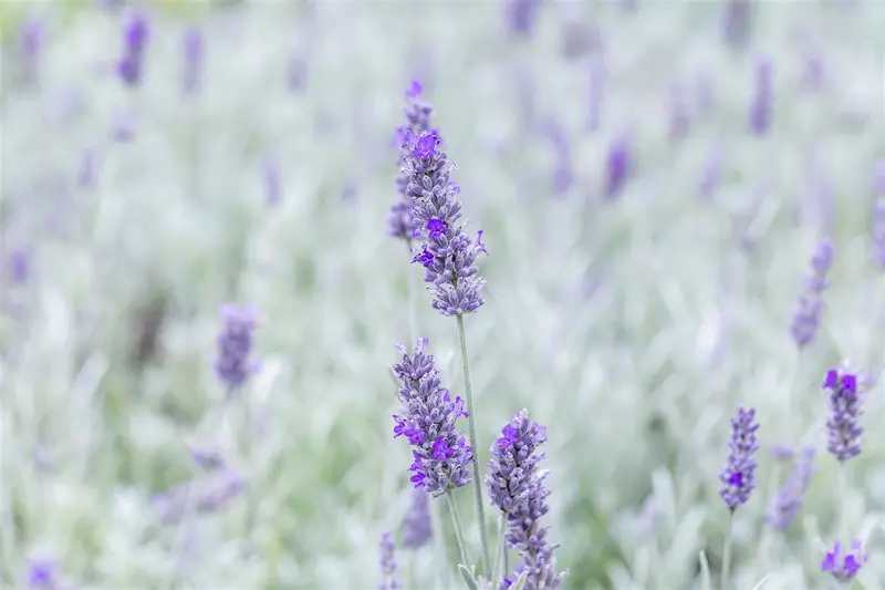 lavandula ang. 'richard gray' P9 - afbeelding 1