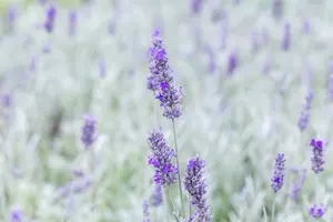 lavandula ang. 'richard gray' P9 - afbeelding 4