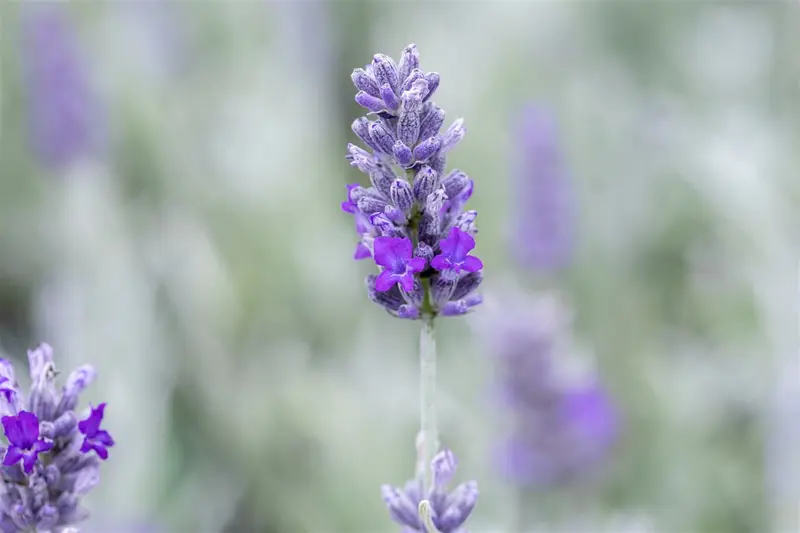 lavandula ang. 'richard gray' P9 - afbeelding 3
