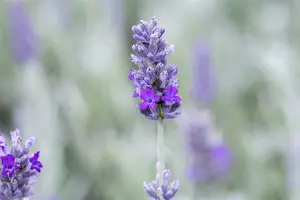 lavandula ang. 'richard gray' P9 - afbeelding 3