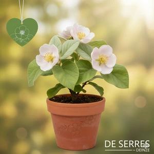 Cydonia oblonga 'Riesenquitte von Leskovac' C7,5