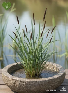 Carex riparia P7